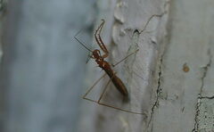 Gallobelgicus typicus