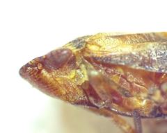 Aphrophora saratogensis