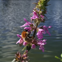 Bombus pascuorum