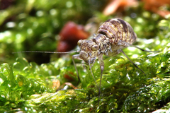 Mesopsocus immunis