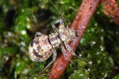 Mesopsocus immunis