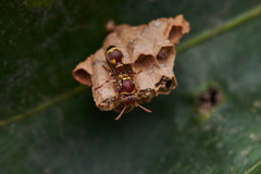 Ropalidia cyathiformis