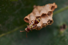 Ropalidia cyathiformis