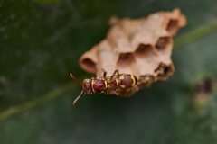 Ropalidia cyathiformis