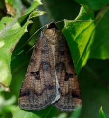 Lygephila ludicra