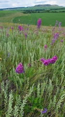 Oxytropis knjazevii