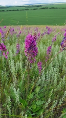 Oxytropis knjazevii