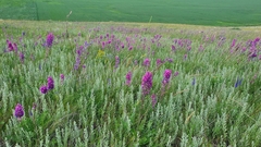 Oxytropis knjazevii
