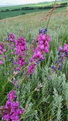 Oxytropis knjazevii
