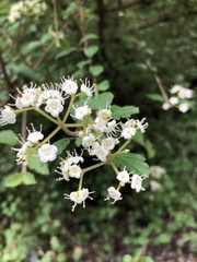 Viburnum parvifolium