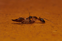 Camponotus irritans