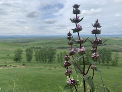 Phlomoides tuberosa