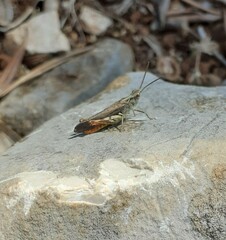 Chorthippus maritimus