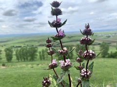 Phlomoides tuberosa