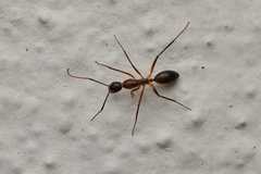 Camponotus irritans