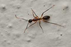 Camponotus irritans