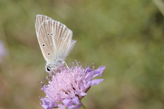 Polyommatus fulgens