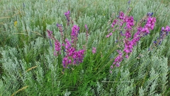 Oxytropis knjazevii