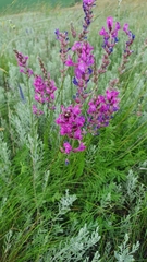Oxytropis knjazevii