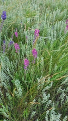 Oxytropis knjazevii