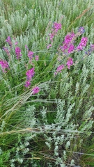 Oxytropis knjazevii
