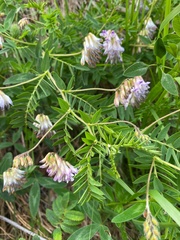 Vicia orobus