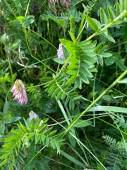 Vicia orobus