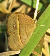Brakefieldia perspicua perspicua