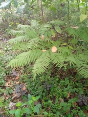 Pteris wallichiana