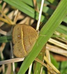 Brakefieldia perspicua perspicua