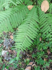 Pteris wallichiana