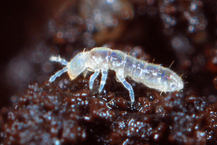Folsomia candida