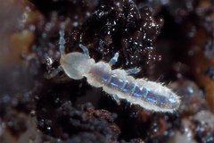 Folsomia candida