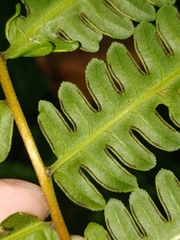 Pteris wallichiana