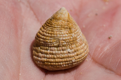 Trochus intextus