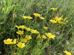 Linum flavum