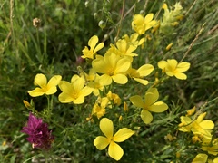 Linum flavum