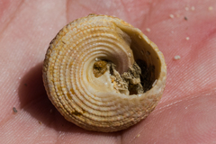 Trochus intextus