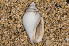 Maculastrombus maculatus