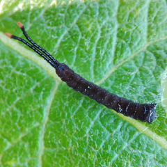 Cerura
