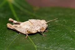 Oedipoda caerulescens