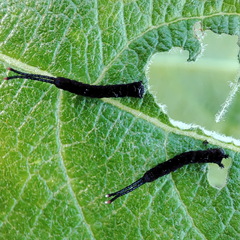 Cerura