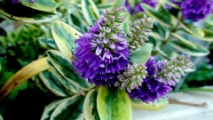 Veronica × andersonii