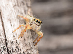 Phidippus princeps