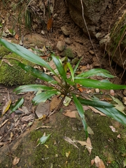 Cordyline rubra