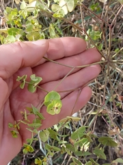Euphorbia segetalis