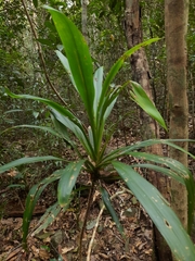 Cordyline rubra