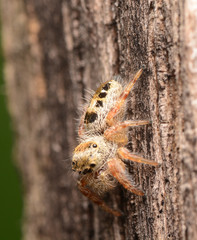Phidippus princeps