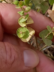 Euphorbia segetalis