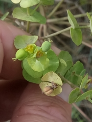 Euphorbia segetalis